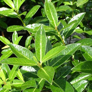 Pittosporum 'Greensleeves'