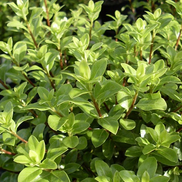 Pittosporum 'Jade'