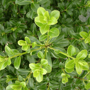 Pittosporum 'Mountain Green'