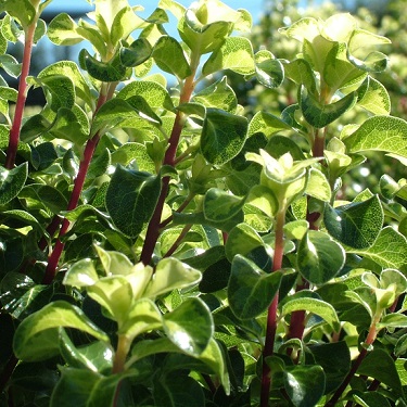 Pittosporum 'Reflections'