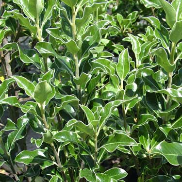 Pittosporum 'Stephen's Island'