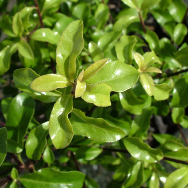 Pittosporum 'Sumo'