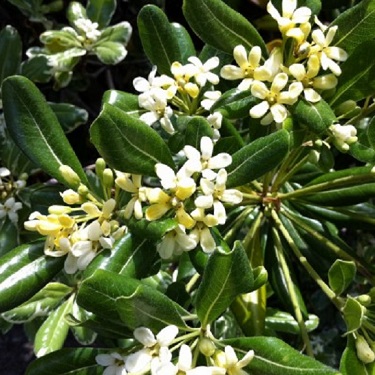 Pittosporum tobira