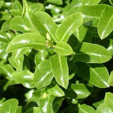 Pittosporum 'Waimea'