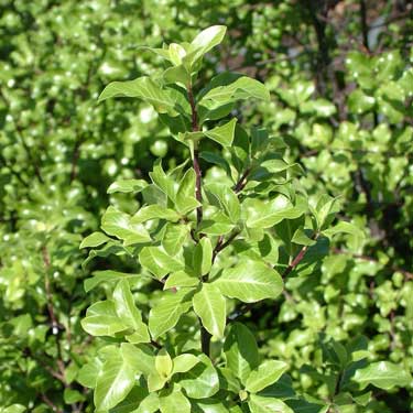 Pittosporum 'Wrinkle Blue'