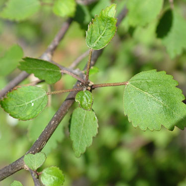 Plagianthus regius