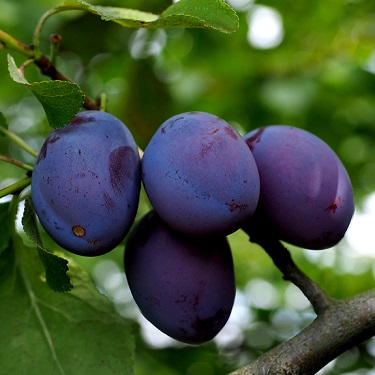 Plum 'Black Doris'