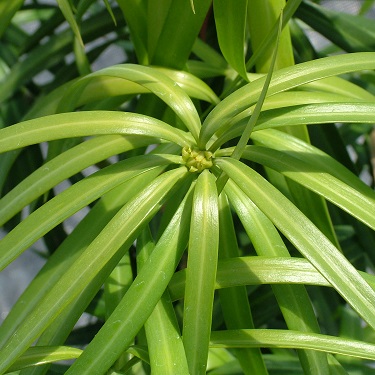 Podocarpus henkelii