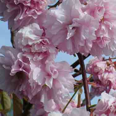 Prunus 'Kanzan' 1.2m Std