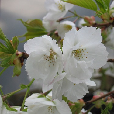 Prunus 'Shirotae' 1.2m Std