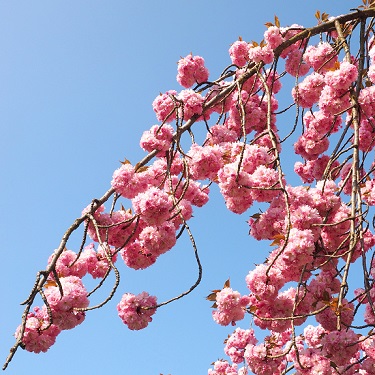 Prunus 'Shidare Sakura' 1.8m Std