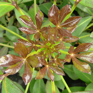 Pseudopanax 'Black Ruby'