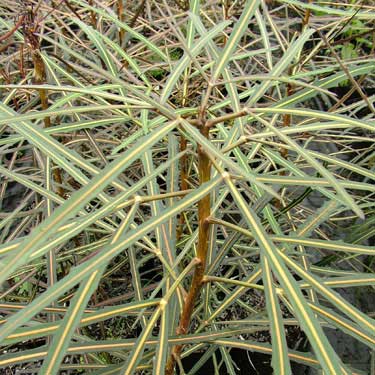 Pseudopanax crassifolius