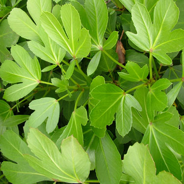 Pseudopanax 'Cyril Watson'