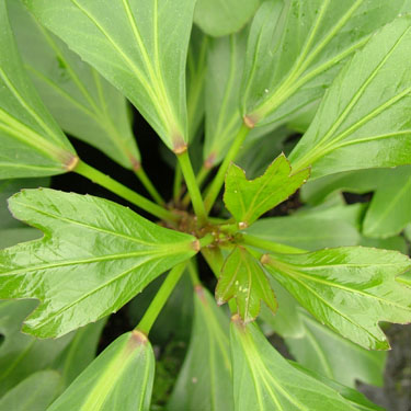 Pseudopanax 'Emerald Fingers'