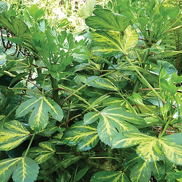 Pseudopanax 'Gecko Gold'