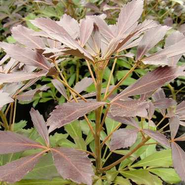 Pseudopanax 'Nigra'