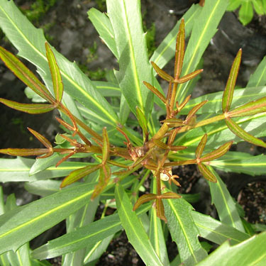 Pseudopanax 'Telstar'