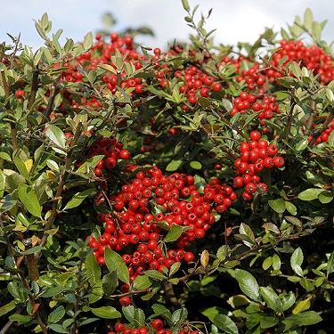 Pyracantha 'Brilliant'