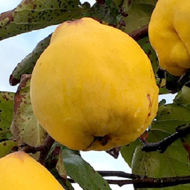 Quince 'Smyrna'