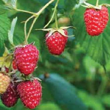 Raspberry 'Tulameen'