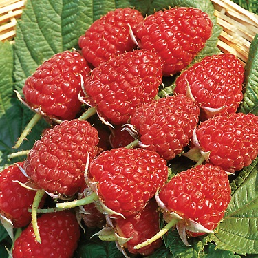 Raspberry 'Waiau'