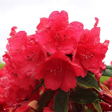 Rhodo 'Betsie Balcom'