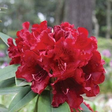 Rhodo 'Black Magic'