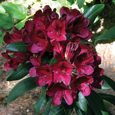 Rhodo 'Black Sport'