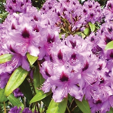 Rhodo 'Bud Flannagen'