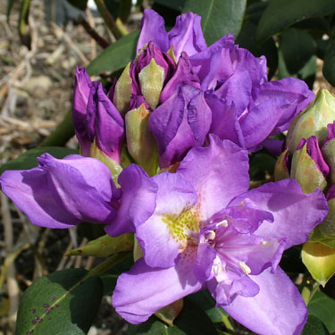 Rhodo 'Fastuosum Flore Pleno'