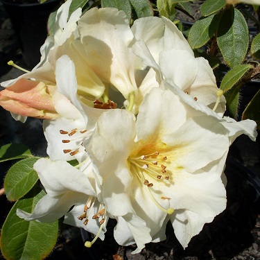 Rhodo johnstoneanum