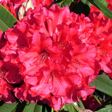 Rhodo 'Kaponga'