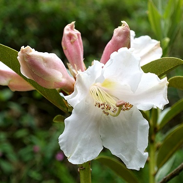 Rhodo 'Kotuku'