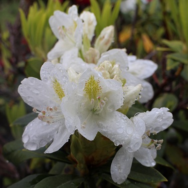 Rhodo 'Lemon Ice'