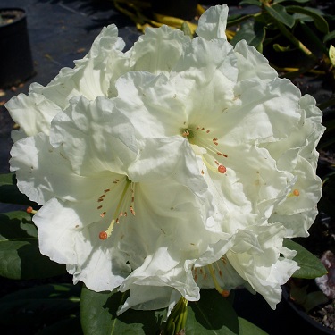 Rhodo 'Lemon Lodge'