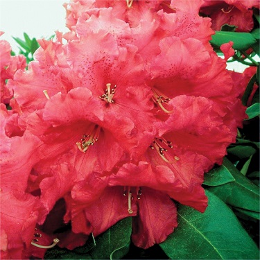 Rhodo 'Markeeta's Prize'