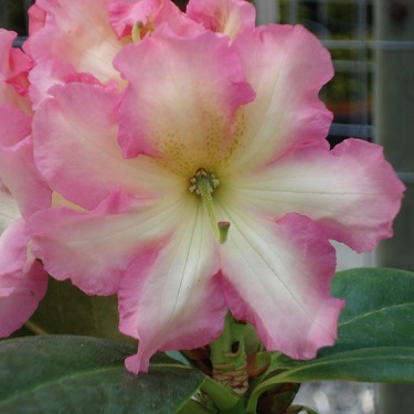 Rhodo 'Melrose Flash'