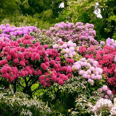 Rhodo 2.5L Assorted