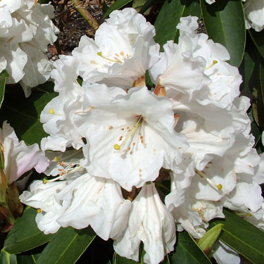 Rhodo 'Mt Everest'