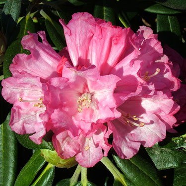 Rhodo 'Noyo Brave'