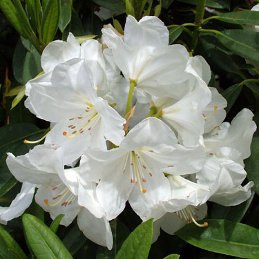 Rhodo 'Pawhuska'