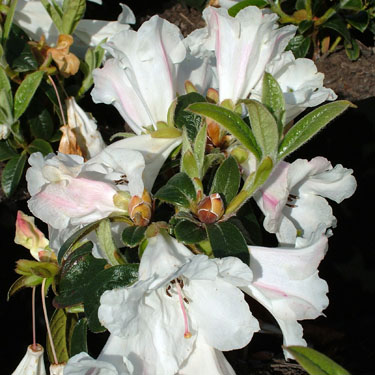 Rhodo 'Princess Alice'