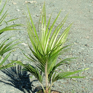 Rhopalostylis sapida