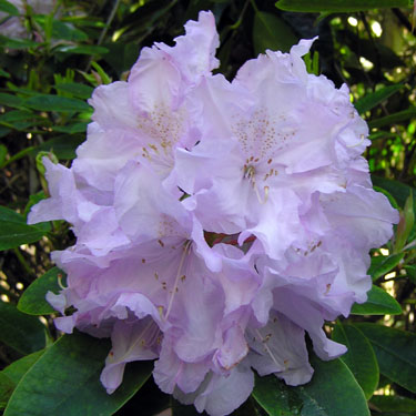 Rhodo 'Susan'