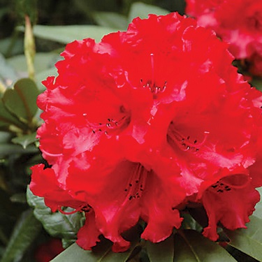 Rhodo 'Taurus'