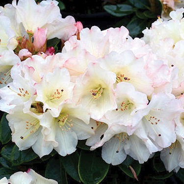 Rhodo 'Unique'