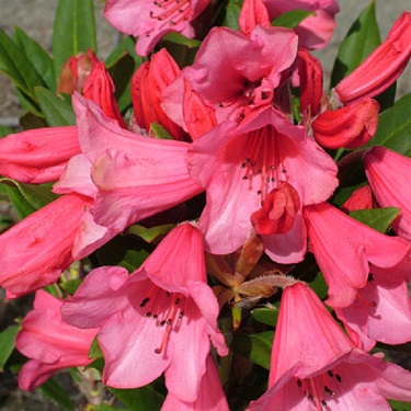 Rhodo 'Winsome'