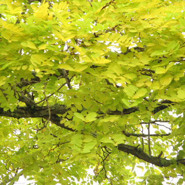 Robinia 'Frisia'