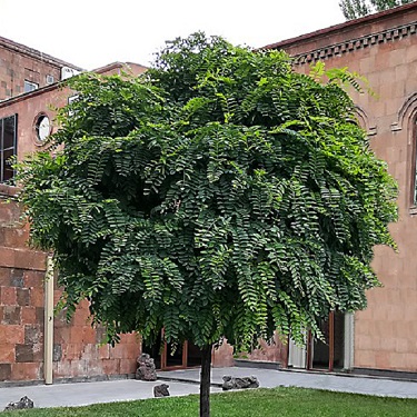Robinia inermis 'Lollipop Tree'  (1.2m)